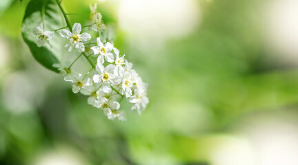 Blooming flower of bird cherry with white petals in spring garden on  blurry background