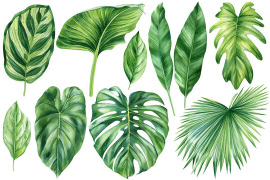 set of tropical palm leaves, banana, liana, monstera, green leaves painted in hand-made watercolor, botanical painting