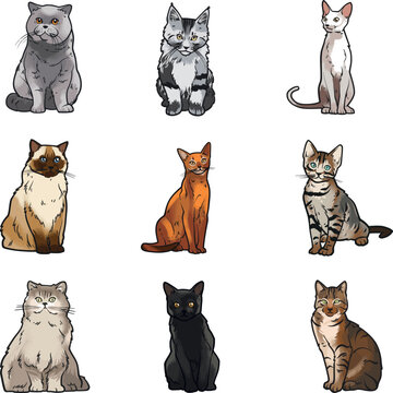 Most popular cat breed set, illustrated, on white background.in high quality vector illustration 