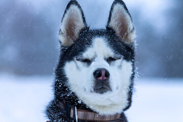 Siberian Husky