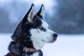 Siberian Husky