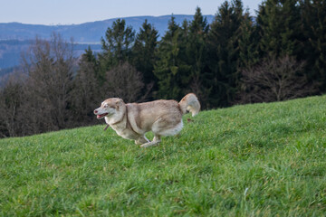Fototapeta premium Siberian Husky
