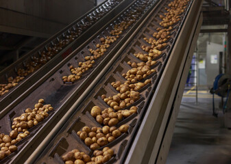 Potato conveyor line at the chips factory.