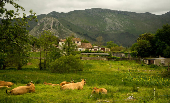 Countryside in Llanes, Asturias, Spain