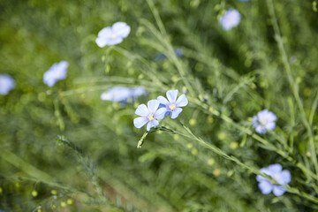 Blue flax flower. Flax blossom