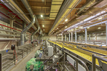 Long conveyor line with golden chips.