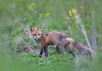 Naklejka na ściany i meble Red fox with a bushy tail walking through a grassy meadow near Ottawa, Canada