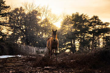 Caballo al atardecer