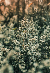 Fleure d'automne