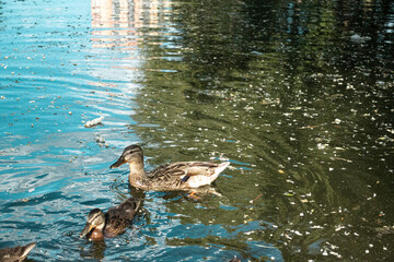 duck on the water