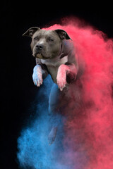 Amercian Staffordshire Terrier Holi Powder Dog Photography