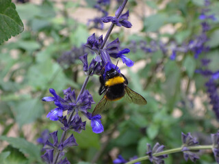 Buff-tailed bumble bee (Bombus terrestris) feeding on purple salvia flowers 