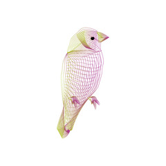 hand drawn bird bird of paradise beautiful bird design cover model
