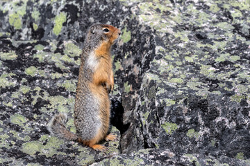 Columbian Ground Squirrel