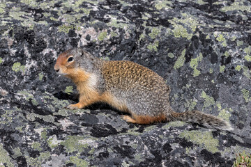 Naklejka na ściany i meble Columbian Ground Squirrel