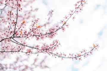 Single pink cherry blossom branch with pink flowers and dew moisture. Macro shot of almond blossom or sakura branch with flowers 