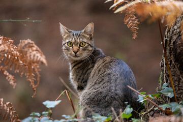 tabby cat sitting in autumn colored woodland
