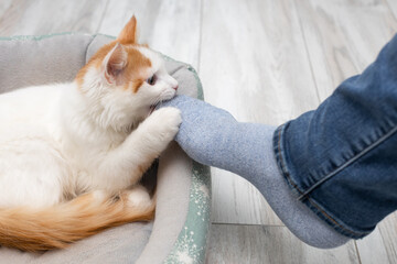 a domestic cat grabbed a sock dressed on a leg