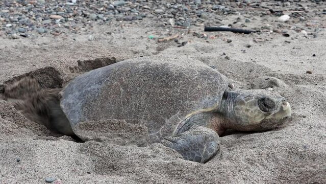 Closeup of a turtle putting eggs in the sand and taping them
