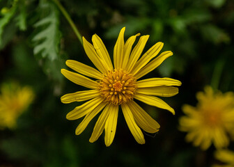 yellow flower