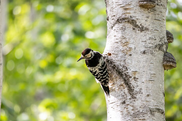 野鳥素材　オオアカゲラの幼鳥