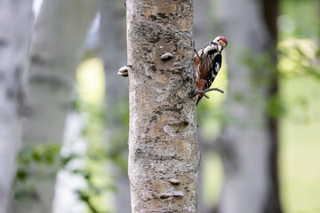 野鳥素材　オオアカゲラの雄