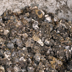 Bird or chicken manure as fertilizer in a bucket