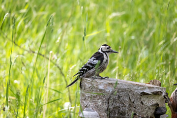 野鳥素材　オオアカゲラの幼鳥