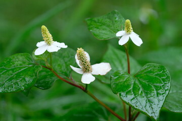 chameleon plant in full blooming