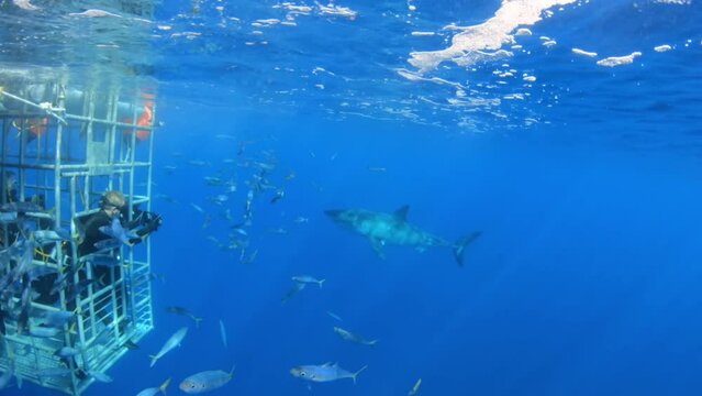 Cage diving in bright blue water at sunny day. There a flock of fish schooling around the shark fishing hook.  Shark came and attacks the bite. Great White Shark - Carcharodon carcharias, cage diving.