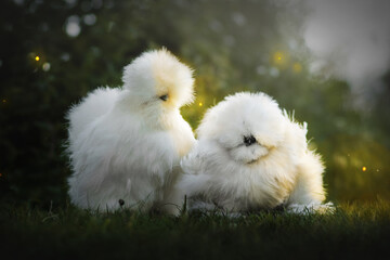 Silkie chickens in mysterious scenery 