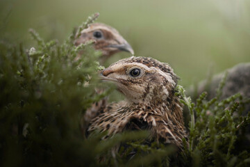 Wild small japanese quails birds
