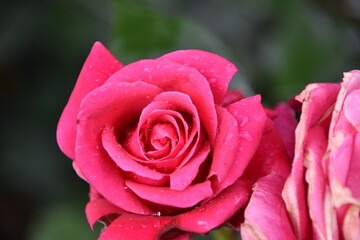 Rose flower in full blossom. It is close up view and the background is defocused. Petals are of fuchsia color are covered with rain drops. There is some copy space.