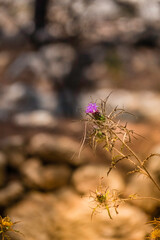 Seasonal dry flowers and grass close-up on a blurred background. Selective focus.
