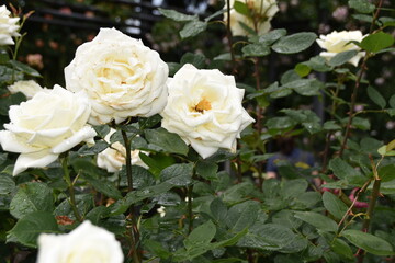 White rose flowers in full blossom are surrounded by leaves in dark green shades. There are rain drops everywhe. It is close up view and background is defocused. There is some copy space available. 