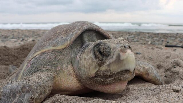 Closeup of a turtle putting eggs in the sand and taping them