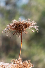 Seasonal dry flowers and grass close-up on a blurred background. Selective focus.