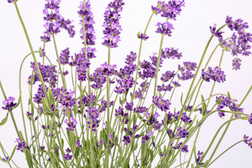 Bouguet of violet lavendula flowers isolated on white background, close up.