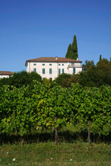 Fototapeta na wymiar Vineyards along the Road of Prosecco e Conegliano Vines