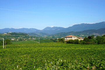 Fototapeta na wymiar Vineyards along the Road of Prosecco e Conegliano Vines