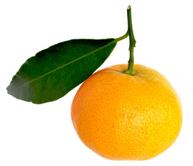 Closeup of a corsican clementine with one leaf attached