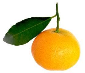 Closeup of a corsican clementine with one leaf attached