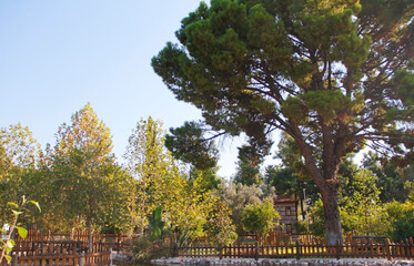 autumn landscape design of a city park with a small lake, green trees and bushes