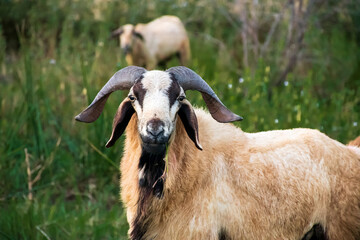 The Indian male sheep taking food from the grass closeup scenario
