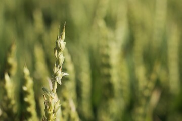 green wheat field