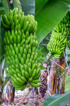 Plataneras y racimos de pl&aacute;tanos en una plantaci&oacute;n de Canarias