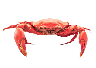 crab isolated on transparent png