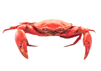 crab isolated on transparent png