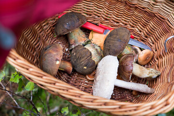 Chestnut bay bolete and scarletina boletes in the basket. High quality photo