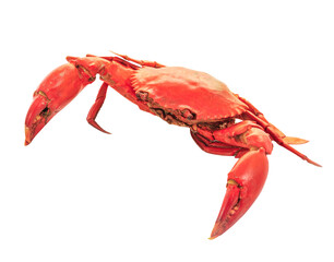 crab isolated on transparent png